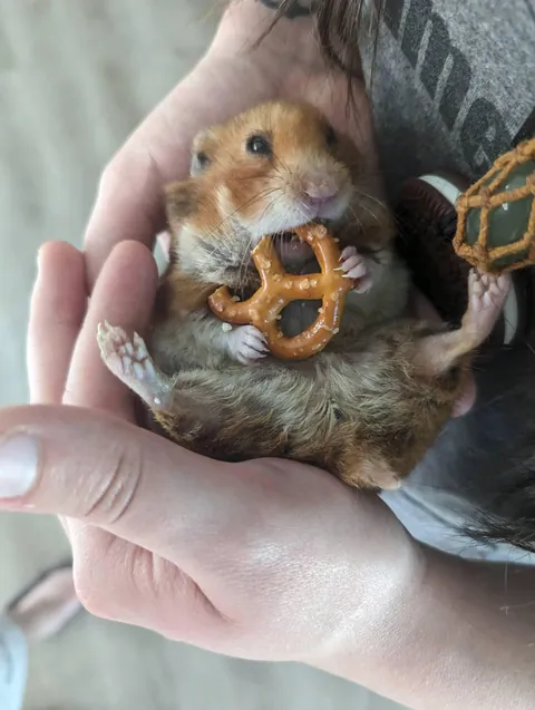 My old girl enjoy a pretzel