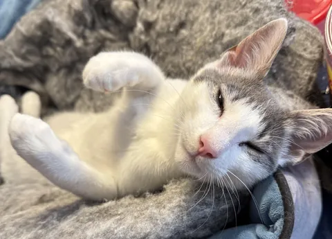 Ollie says thank you for all the love. ❤️