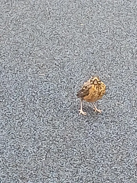 This picture of a bird got fucked up by AI enhancement