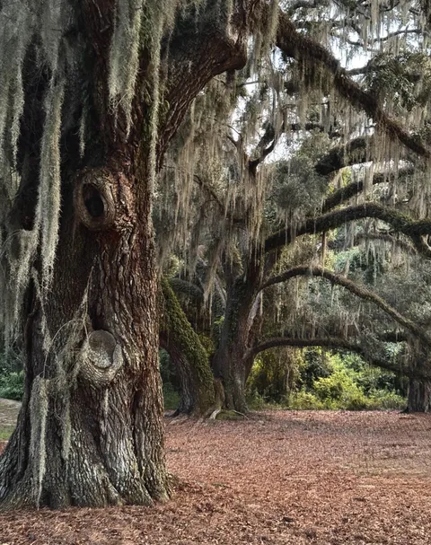 🔥Ancient live oaks draped in Spanish moss