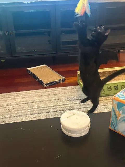 Happy 1st birthday my handsome little man!