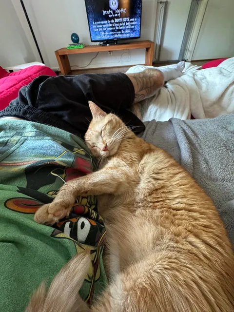 I’ve lost my best friend Link