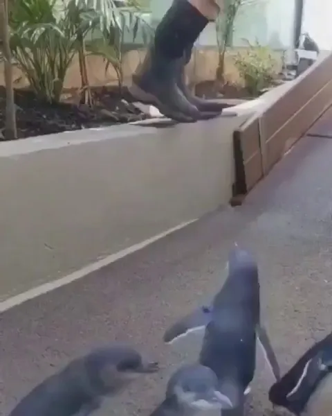 Penguin’s reaction when her favorite human comes to check up on her