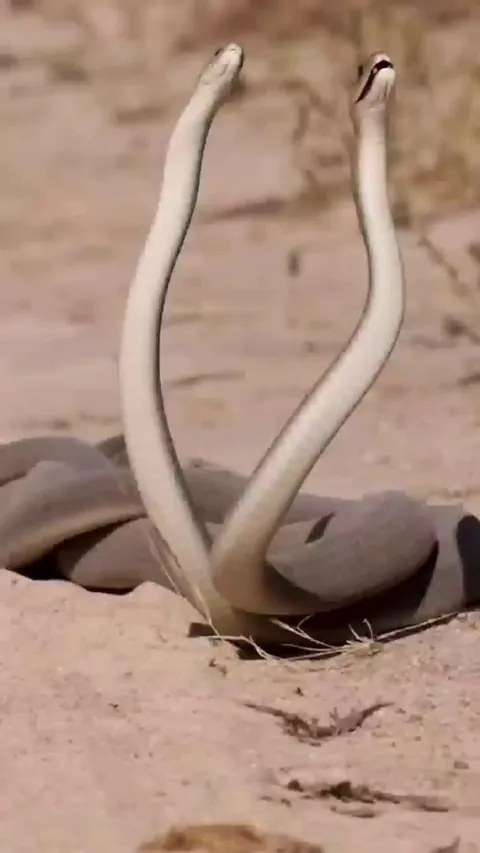 🔥 The plaited dance of fighting black mambas