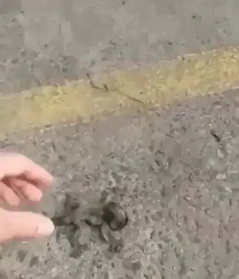 A man rescues a lion tamarin pup and returns it to his mother.
