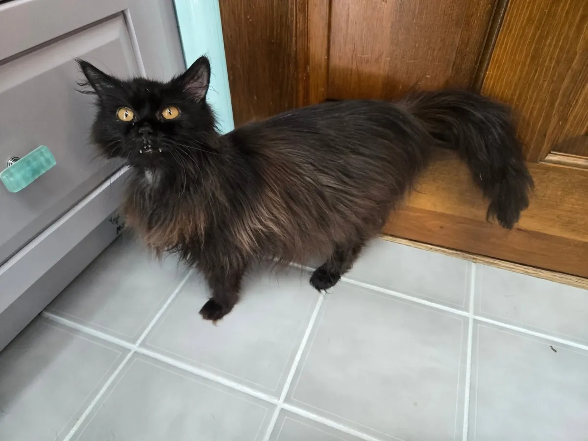 This diabetic, "aggressive" senior was slated to be euthanized 10 mins before I begrudgingly claimed her. She is the light of my life and I'm so glad I took a leap of faith!