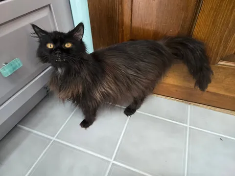 This diabetic, "aggressive" senior was slated to be euthanized 10 mins before I begrudgingly claimed her. She is the light of my life and I'm so glad I took a leap of faith!