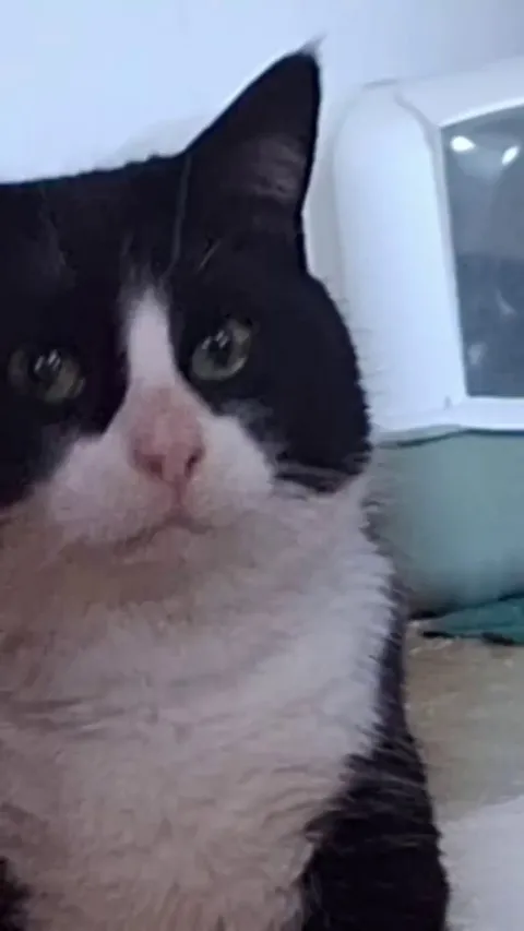 My cat ran away and came back with this dot in his eye