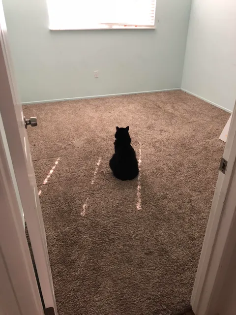 My cat Pepe loved my roomie, and she recently moved out. I’m not crying, you’re crying...