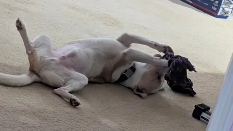 I haven't had my own pup in 12 years, I got the perfect one, his name is Franklin, and he loves everyone.