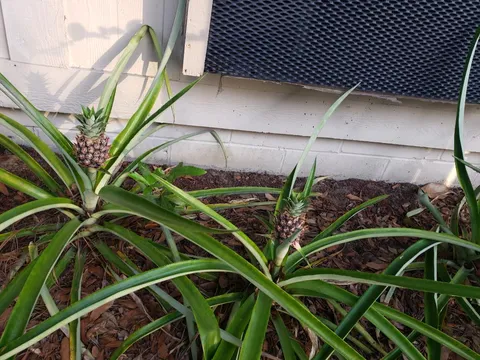 The person who lived in my apartment before me planted pineapples.