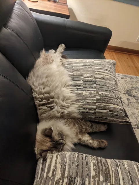 Kitten Derp &amp; then she glowed up. But still a derp.