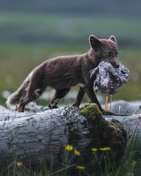 Arctic Fox carries Wolf Eel head