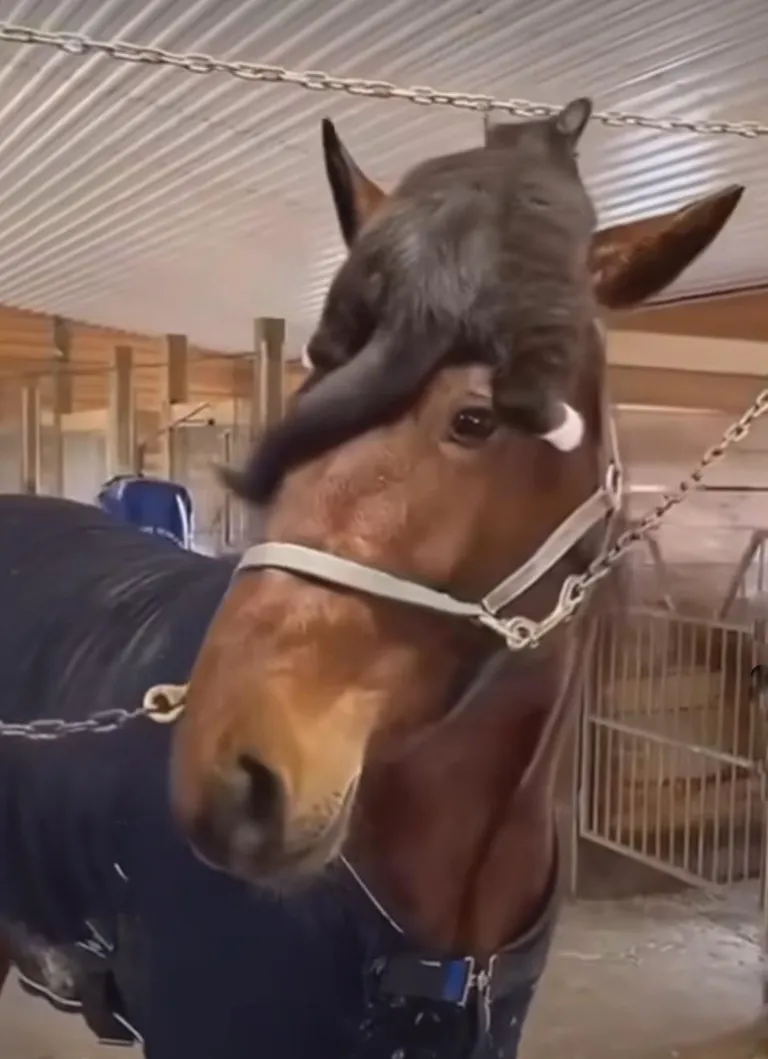 Horse and cat are best friends. 