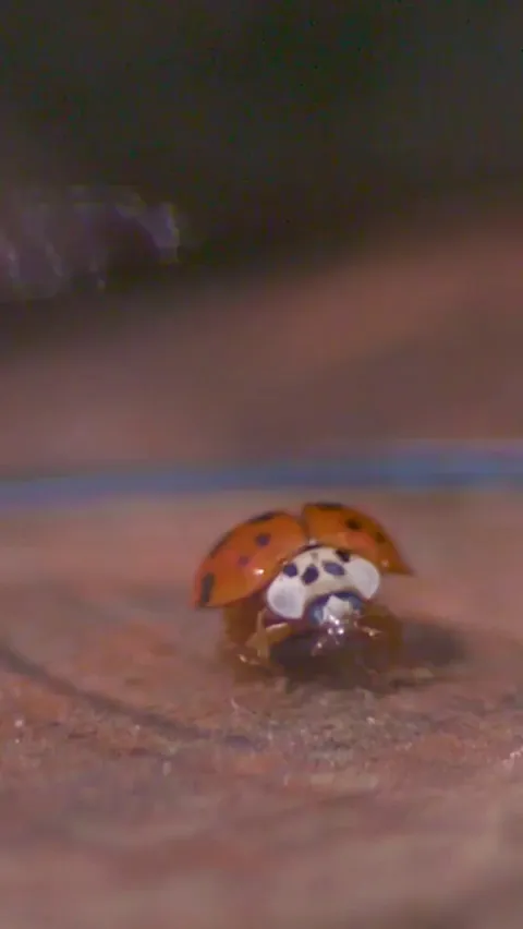 Slow motion shows a ladybug's takeoff is way more dramatic than you think