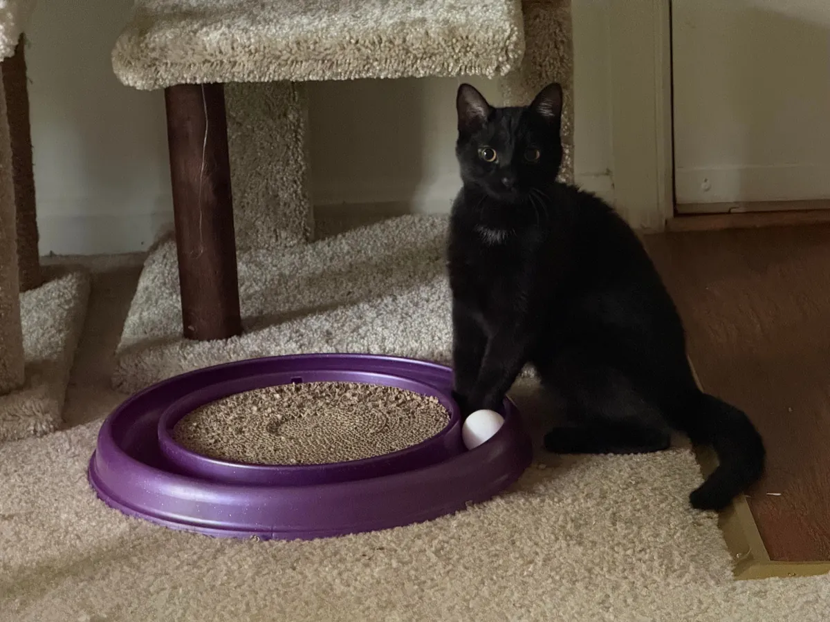 I’ve become black cat obsessed with my little one.