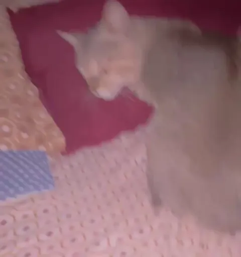 Have I been adopted? Last week, out of nowhere, I had this cat chilling in my room. I was asleep and felt something beside me. Its been 5 days now and he keeps coming back for food. I've never had a cat as pet, He's also scarred a bit on his face. What should I do? I'm genuinely concerned.