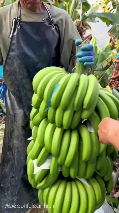 A tool to cut banana bunches from the stem