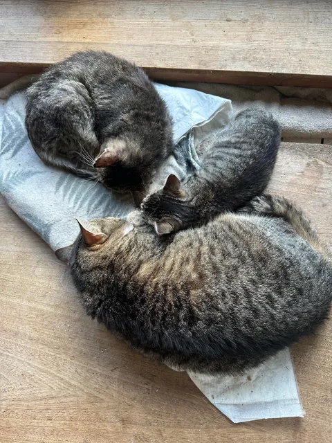 My Sundays are for volunteering at a cat hospice. I think I look forward to it even more than them