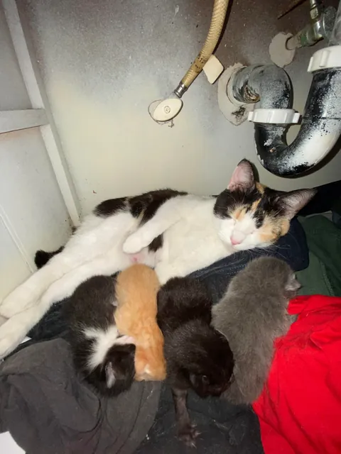 Our Stray Rescue was Pregnant 😅