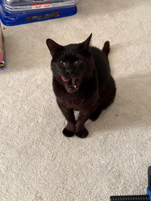 This is Sir Loin, my 16 year old cat. He looks like a blob but very much a distinguished gentleman