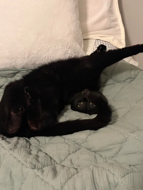 I know i posted earlier today but i just HAD to share these pics of Luna! 🐈‍⬛🖤