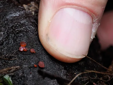 New Zealand photographer takes stunning photos of tiny mushrooms