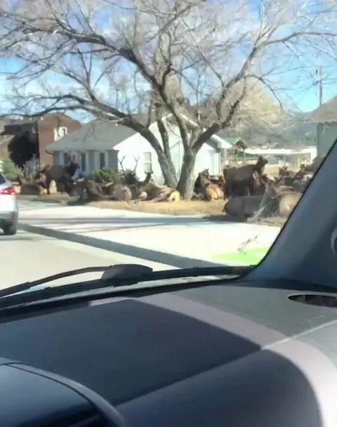 🔥 Elks gather around the neighborhood