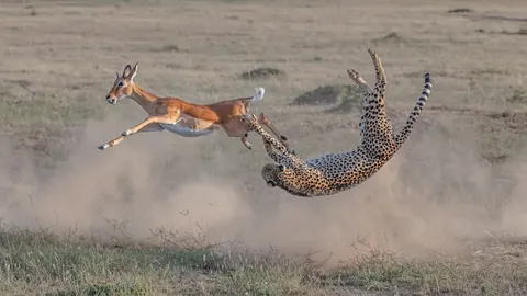 🔥Cheetah chasing its prey