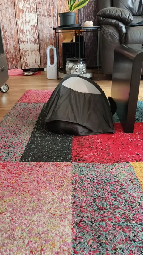 Our new cat Pooky loves his tent