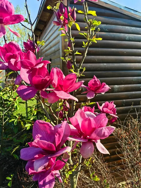 Magnolias i my garden in Serbia