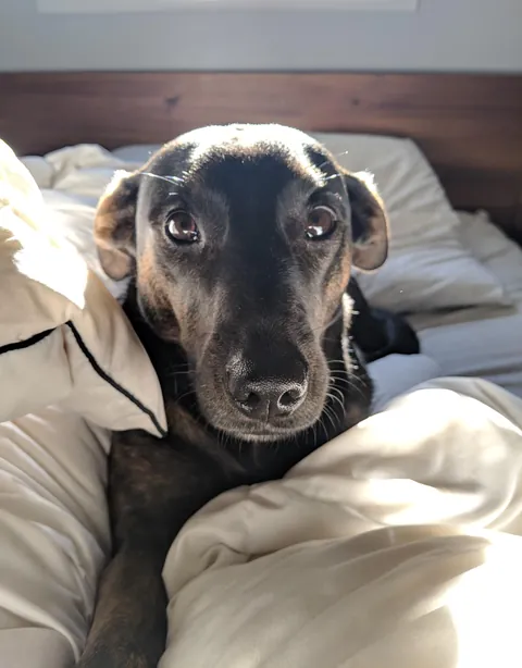 Someone doesn't want to get out of bed