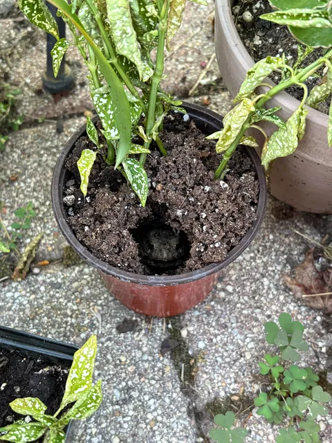 This toad is persistent, I’ll give it that. 😐😐😐 I’ve tried evicting it 3 times.