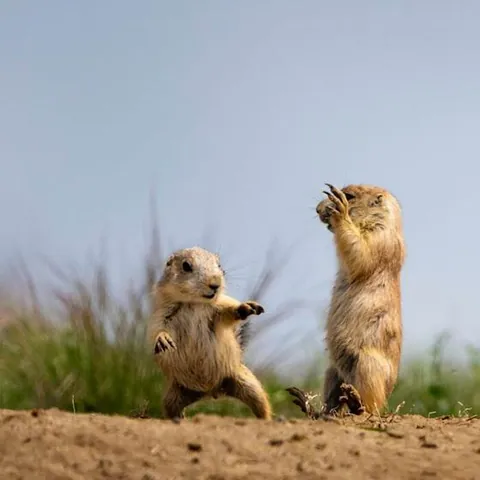 🔥A black-tailed prairie dog showing off its martial arts skills. Credit to Dave Miller.