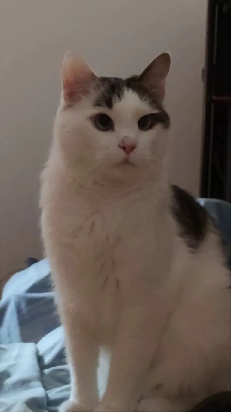 I had a conversation with my cat about why he can't eat every hour