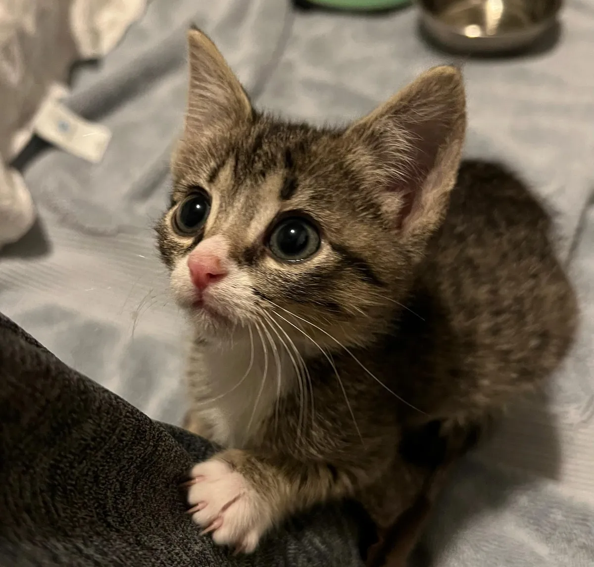 This was my little baby girl, Elfo 😻