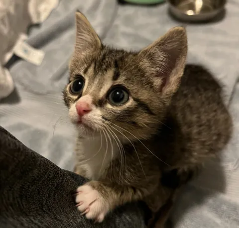 This was my little baby girl, Elfo 😻