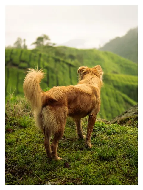 Hiking through Cameron Highlands in Malaysia with local stray dogs.