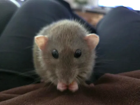 Jimily is over overweight!