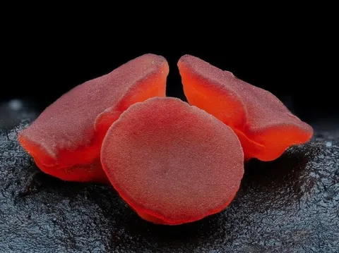 New Zealand photographer takes stunning photos of tiny mushrooms