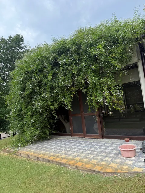 Look at my Star Jasmine! Wow! She’s thriving!