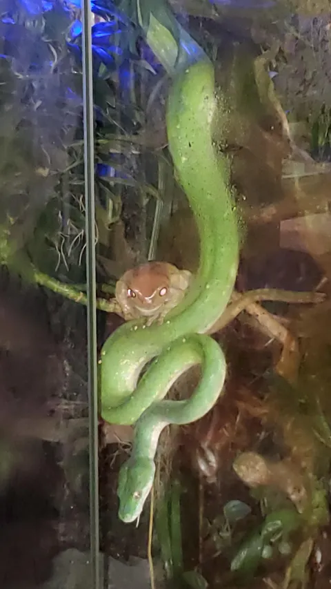 UPDATE: Been about 6mos since last post. The homies Kermit and Kaa are still kickin it tough. Happy, healthy, and ready for Friday feeding.