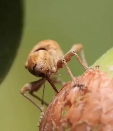 🔥the acorn Weevil "drills" into acorns using its rostrum, an elongated snout that is used for piercing and eating
