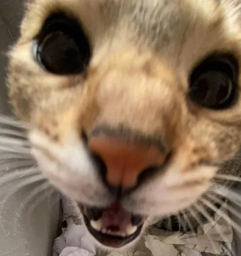 My cat had black eyes on day one: Now she’s coming up to 3 years old and better than ever.