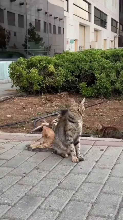 It'll be fun, she said. Take the kittens to the park.