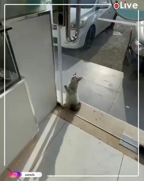 Cat trying to escape the 50°C weather of Kuwait