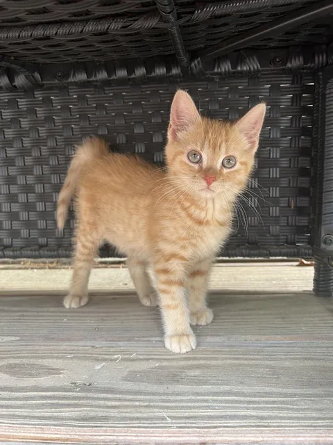 reasons to spay inside only cat?