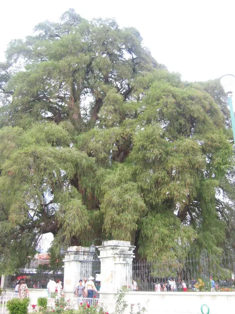 🔥Tule tree at Oaxaca, Mexico