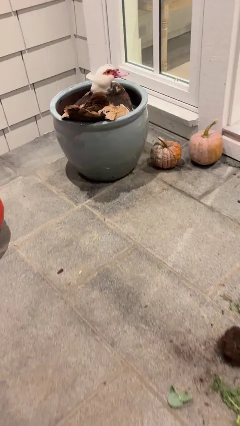 Preparing future pots for sitting