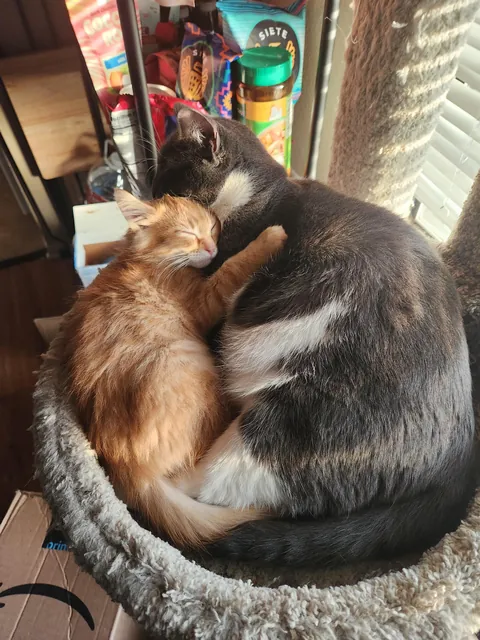 Foster kitten with our house cat Remi 🥹
